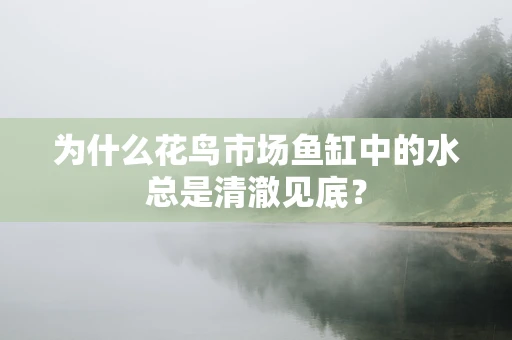 为什么花鸟市场鱼缸中的水总是清澈见底？