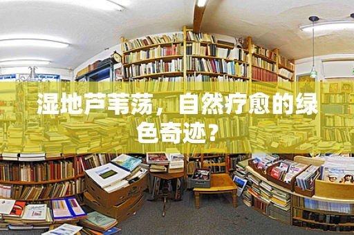 湿地芦苇荡，自然疗愈的绿色奇迹？