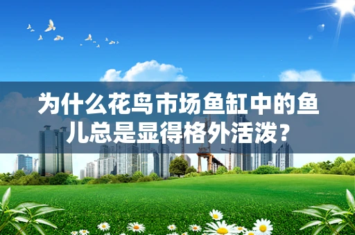 为什么花鸟市场鱼缸中的鱼儿总是显得格外活泼？