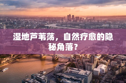 湿地芦苇荡，自然疗愈的隐秘角落？