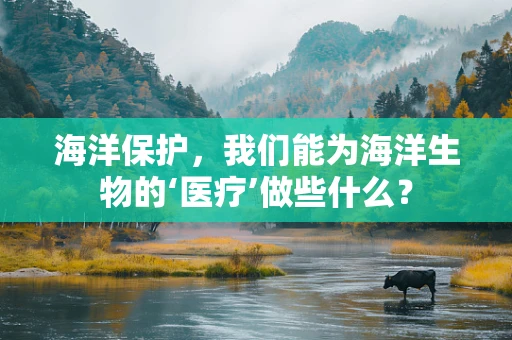 海洋保护，我们能为海洋生物的‘医疗’做些什么？