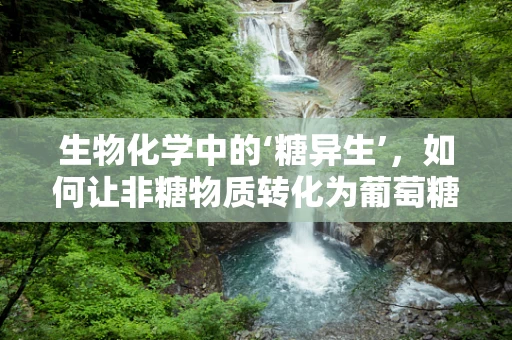 生物化学中的‘糖异生’，如何让非糖物质转化为葡萄糖？
